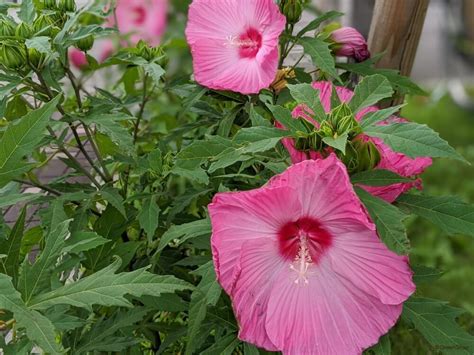 芙蓉種植方法|芙蓉の育て方｜種まきや剪定、挿し木の時期と方法 